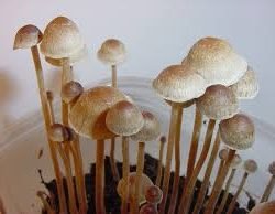 Magic Mushrooms Europe